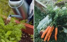 Морква та буряк виростуть великими, солодкими та довго лежатимуть: чим їх полити