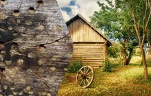 Цей жук псує меблі та руйнує цілі будівлі: про якого шкідника йдеться