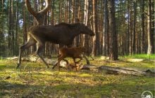 Недалеко от Чернобыля в "фотоловушку" попала огромная лосиха с детенышем: чем они занимались