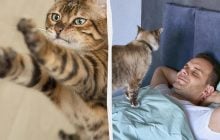 Будит в 5 утра или признается в любви: 5 причин, почему кошка кладет лапы вам на лицо