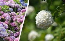 Красивые и не требовательные к уходу: эксперты рассказали, чем можно заменить гортензии