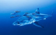 В Средиземном море дайверы впервые сняли на видео редкую акулу