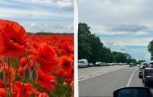 Поблизу Львова переорали макове поле, куди люди масово приїжджали для фотосесій (відео)