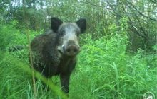 Ватажок першим кидається на ворога: в районі ЧАЕС "засвітився" цікавий звір (фото)