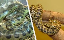Зеленая анаконда против желтой: что скрывают жуткие змеи-гиганты