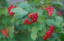 Традиционная, но такая опасная: почему калину нельзя сажать прямо у дома