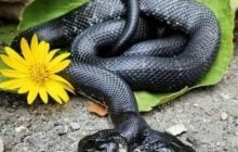 Чи є в Чорнобилі двоголові змії-мутанти: фахівець дав відповідь