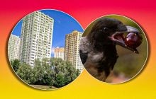 Можно ли посадить дерево у высотки и кому принадлежат вишни во дворе: объяснение адвоката