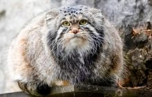 Схожий на незадоволеного дідуся: що відомо про хижака, який нижчий за кеглю для боулінгу