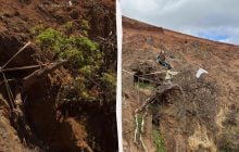 У світі залишилося лише одне таке дерево: вчені намагаються врятувати цей вид