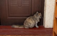 Коты мяукают возле двери, но не заходят в комнату: зачем они так делают