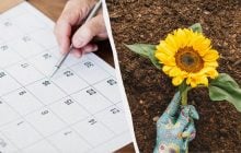 В Украине рекомендуют начинать сажать подсолнухи: когда и как подготовить посадки