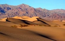 В США в пустыне сгорело 1,3 млн редких деревьев, но под землей обнаружили кое-что хорошее