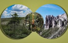Україна може втратити рідкісну сосну, яка майже не зустрічається більше ніде в Європі, - еколог