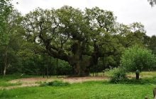 Туристы убили 1200-летний дуб Робина Гуда в Шервудском лесу