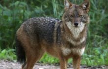 Между лисой и волком: в районе Чернобыльской АЭС зафиксировали нового жителя