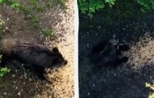 Медведь лишил кабана обеда: на госгранице зафиксировали забавный случай (видео)