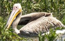 На Дніпрі після зникнення Каховського водосховища зафіксували пелікана: чому це важливо