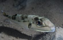 Появилась новая угроза: в Средиземном море заметили рыбу, которая может откусить палец