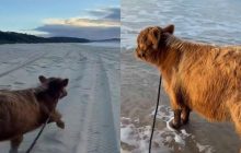Корова впервые увидела океан и провела незабываемый день на пляже (видео)