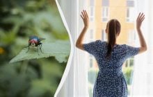 Один фрукт отпугивает мух и в доме, и на природе: они ненавидят его запах