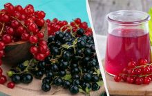 15 минут - и из смородины получаются вкуснейшие заготовки: простые рецепты желе и варенья