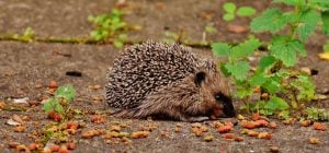 Їжак - цінний помічник у саду: який продукт привабить тваринку на ділянку