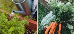 Морква та буряк виростуть великими, солодкими та довго лежатимуть: чим їх полити
