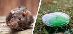 Щури навіть носа не сунуть: який запах вони не виносять - без хімії та пасток