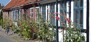 Красиво и практично: зачем в селах мальвы сажали вдоль стен дома