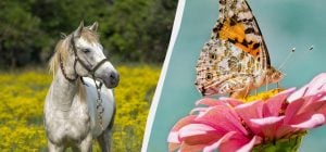 Українські та міжнародні свята 9 червня: чому варто привітати друзів