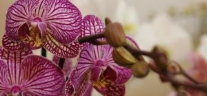 Що робити з орхідеєю в червні: 5 кроків для пишного цвітіння