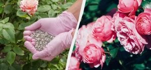 На початку літа під троянди вношу жменю добрива: кущі аж гнуться від бутонів