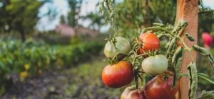 10 рослин, які ні в якому разі не можна садити поруч з томатами: ось чому
