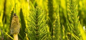 Хвощ - самый живучий сорняк: вывести почти невозможно, но один метод работает