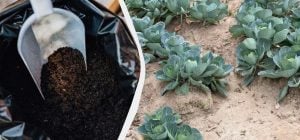 Капуста окрепнет и сразу пойдет в рост: первая подкормка после высадки в грунт