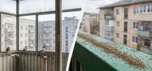Просто тримаю цю спецію біля вікна, і голуби не сідають: як відвадити птахів від балкона