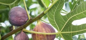 Инжир в саду: почему наши предки держали это дерево подальше от дома