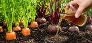По 1 стакану под куст - морковь и свекла будут слаще мёда: лучшая летняя подкормка