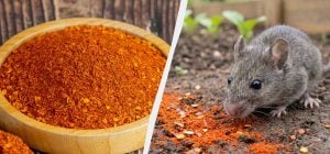 Эта специя отпугивает 90% вредителей: чем посыпать грядки от грызунов и насекомых