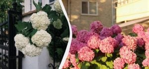 Гортензії цвістимуть удвічі довше: чим підгодувати квіти в липні