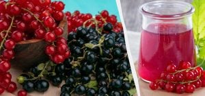 15 минут - и из смородины получаются вкуснейшие заготовки: простые рецепты желе и варенья