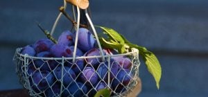 Білий наліт на сливах: для чого він потрібен і що може розповісти про фрукт