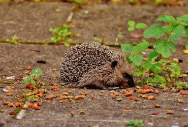 Їжак - цінний помічник у саду: який продукт привабить тваринку на ділянку