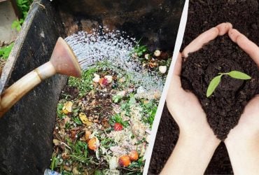 Робимо прискорювач компосту своїми руками: купа перегниє удвічі швидше