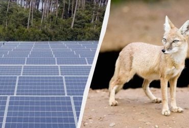 Лисиці оселилися на сонячній електростанції, і сталося щось дуже несподіване