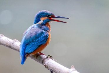 Самая красивая птица Европы водится в Украине: похожа на драгоценность и живет в норах