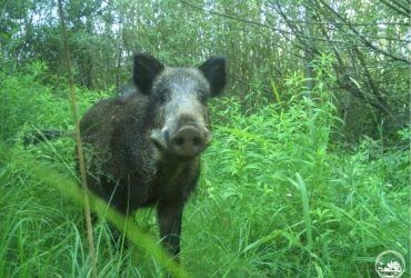 Ватажок першим кидається на ворога: в районі ЧАЕС засвітився цікавий звір (фото)