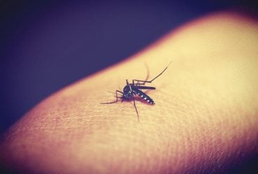 Одно средство из аптечки поможет, если укус комара сильно зудит: совет дерматолога