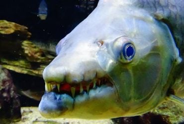 Ця риба виходить з води, щоб полювати на птахів: про кого йдеться та як це можливо